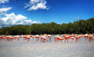 中文小团墨西哥坎昆粉红湖+火烈鸟自然保护区+天然玛雅泥浴
1日游

