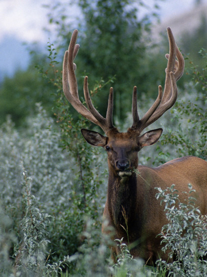 listing-details-carousel