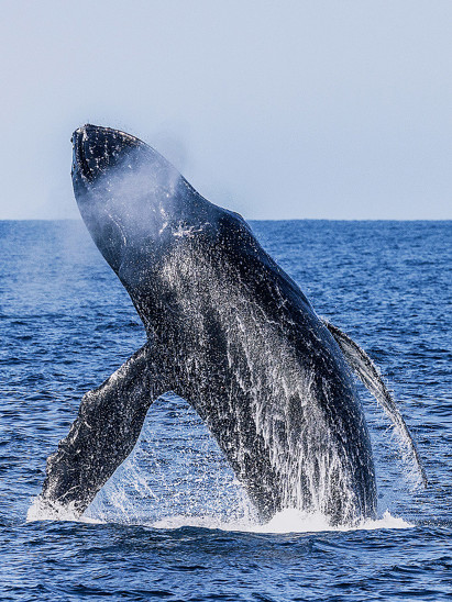 listing-details-carousel