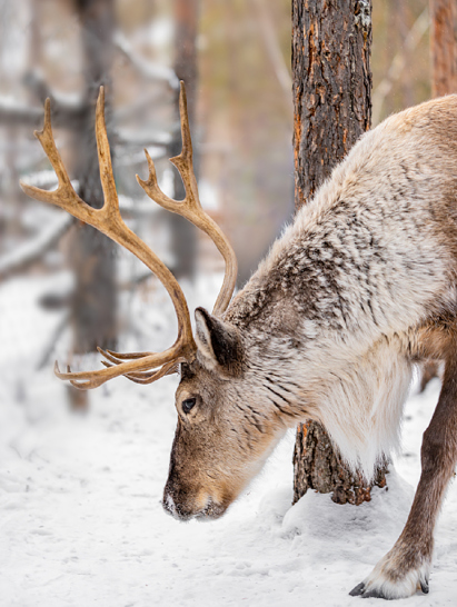 listing-details-carousel