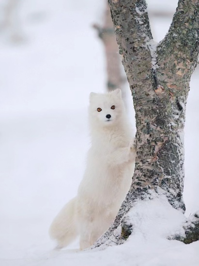 listing-details-carousel