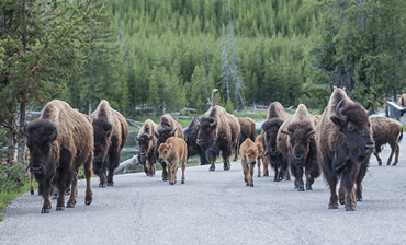 美西环线7天6晚11人金牌小团 | 拉斯维加斯出发结束，打卡黄石大提顿羚羊谷大峡谷拱门纪念碑谷峡谷地