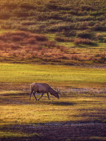 11人尊享小团洛杉矶出发 拉斯维加斯结束 美西豪华小团 黄石公园旅游｜8天玩转美西环线：NAPPA头等舱商务车+全程星链WiFi 羚羊谷/黄石/拱门一网打尽