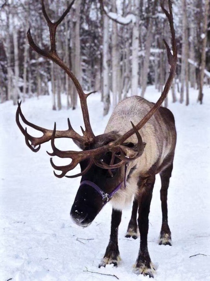 listing-details-carousel