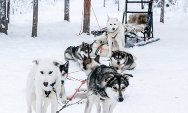 阿拉斯加2025-2026北极光季&费尔班克斯狗拉雪橇体验之旅